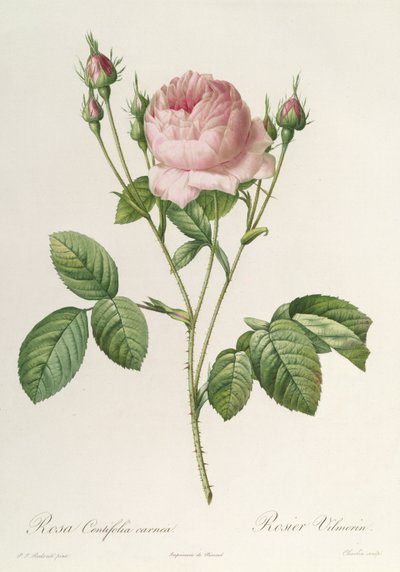Rosa Centifolia Carnea, from 